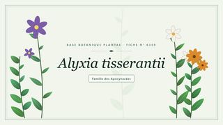 Planche botanique stylisée d’Alyxia tisserantii, famille des Apocynacées
