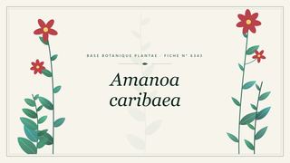Planche botanique stylisée d’Amanoa caribaea