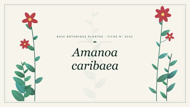 Amanoa caribaea : fiche descriptive et taxonomie Planche botanique stylisée d’Amanoa caribaea