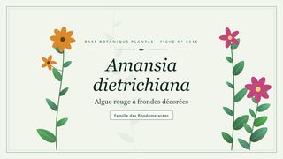 Planche botanique stylisée d’Amansia dietrichiana (Algue rouge à frondes décorées), famille des Rhodomelacées