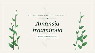 Planche botanique stylisée d’Amansia fraxinifolia, famille des Rhodomelacées