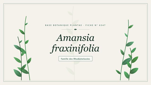 Amansia fraxinifolia : l'algue rouge aux frondes en feuilles de frêne Planche botanique stylisée d’Amansia fraxinifolia, famille des Rhodomelacées