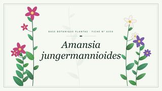 Planche botanique stylisée d’Amansia jungermannioides