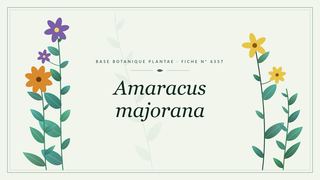 Planche botanique stylisée d’Amaracus majorana