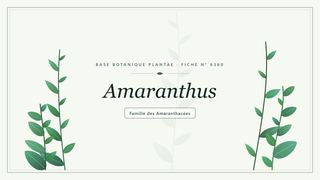 Planche botanique stylisée d’Amaranthus, famille des Amaranthacées