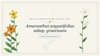 Planche botanique stylisée d’Amaranthus angustifolius subsp. graecizans, famille des Amaranthacées