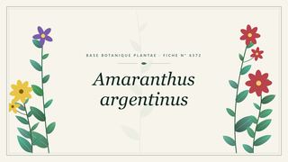 Planche botanique stylisée d’Amaranthus argentinus