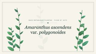 Planche botanique stylisée d’Amaranthus ascendens var. polygonoides