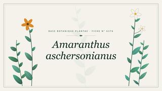 Planche botanique stylisée d’Amaranthus aschersonianus