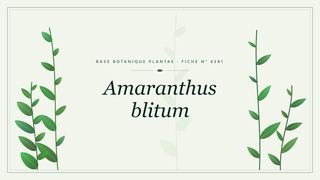 Planche botanique stylisée d’Amaranthus blitum