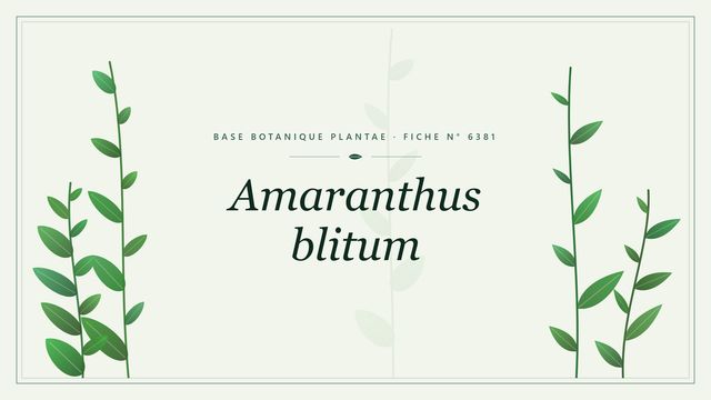 Amaranthus blitum : fiche descriptive et taxonomie Planche botanique stylisée d’Amaranthus blitum