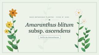 Planche botanique stylisée d’Amaranthus blitum subsp. ascendens, famille des Amaranthaceae