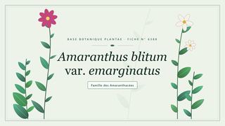 Planche botanique stylisée d’Amaranthus blitum var. emarginatus, famille des Amaranthacées
