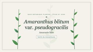 Planche botanique stylisée d’Amaranthus blitum var. pseudogracilis (Amarante blite), famille des Amaranthacées