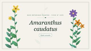 Planche botanique stylisée d’Amaranthus caudatus