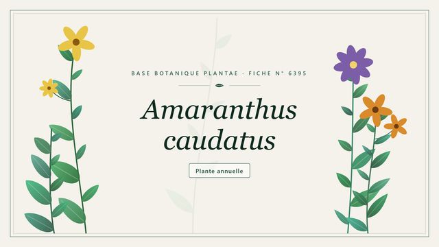 Amaranthus caudatus : fiche descriptive et taxonomie Planche botanique stylisée d’Amaranthus caudatus