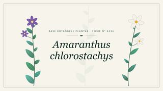 Planche botanique stylisée d’Amaranthus chlorostachys