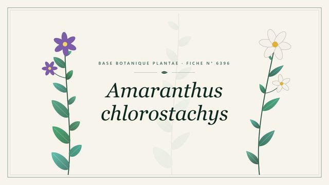 Amaranthus chlorostachys : fiche descriptive et taxonomie Planche botanique stylisée d’Amaranthus chlorostachys