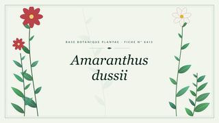 Planche botanique stylisée d’Amaranthus dussii
