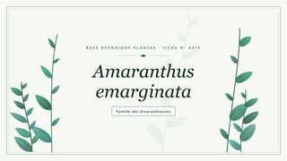 Planche botanique stylisée d’Amaranthus emarginata, famille des Amaranthacées