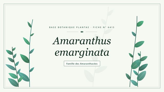Amaranthus emarginatus : reconnaître l'amarante émarginée Planche botanique stylisée d’Amaranthus emarginata, famille des Amaranthacées