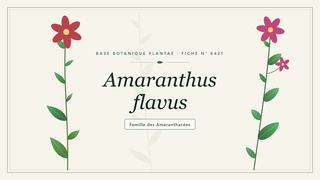 Planche botanique stylisée d’Amaranthus flavus, famille des Amaranthacées