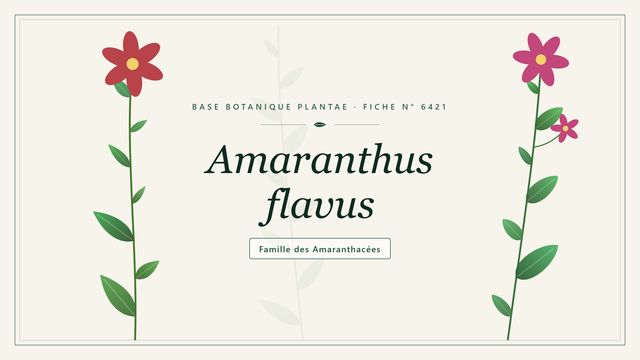 Amaranthus flavus, une amarante aux bractées jaunâtres Planche botanique stylisée d’Amaranthus flavus, famille des Amaranthacées