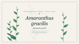 Planche botanique stylisée d’Amaranthus gracilis (Amarante grêcle), famille des Amaranthacées