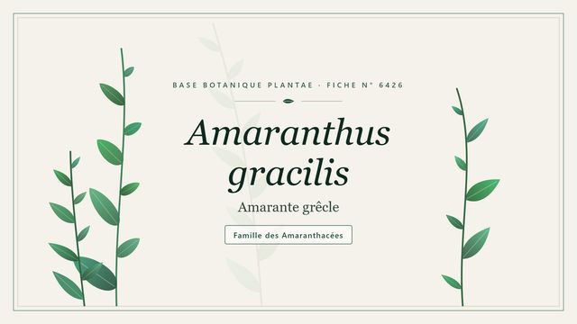 Amaranthus gracilis : tout comprendre Planche botanique stylisée d’Amaranthus gracilis (Amarante grêcle), famille des Amaranthacées
