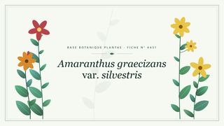 Planche botanique stylisée d’Amaranthus graecizans var. silvestris