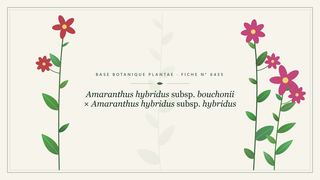 Planche botanique stylisée d’Amaranthus hybridus subsp. bouchonii × Amaranthus hybridus subsp. hybridus