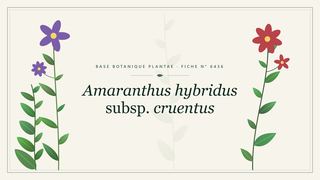 Planche botanique stylisée d’Amaranthus hybridus subsp. cruentus