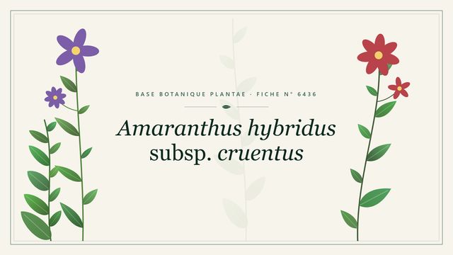 Amaranthus hybridus subsp. cruentus : fiche descriptive et taxonomie Planche botanique stylisée d’Amaranthus hybridus subsp. cruentus
