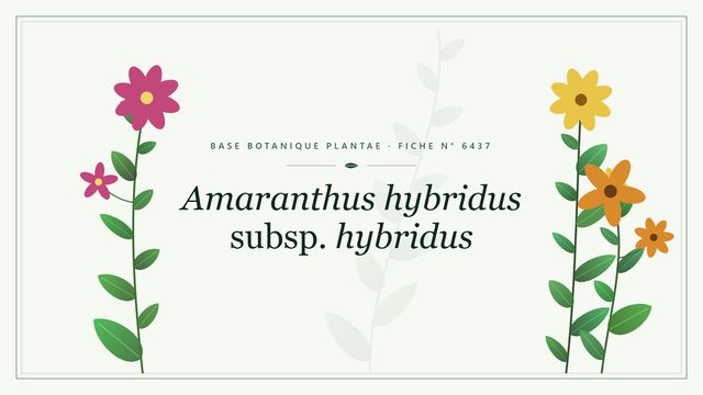 Amaranthus hybridus subsp. hybridus : fiche descriptive et taxonomie Planche botanique stylisée d’Amaranthus hybridus subsp. hybridus