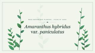 Planche botanique stylisée d’Amaranthus hybridus var. paniculatus