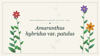 Planche botanique stylisée d’Amaranthus hybridus var. patulus