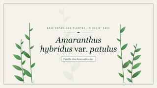 Planche botanique stylisée d’Amaranthus hybridus var. patulus, famille des Amaranthacées