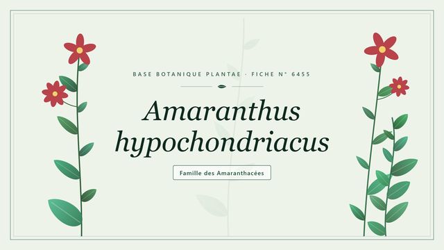 Amaranthus hypochondriacus : décryptage Planche botanique stylisée d’Amaranthus hypochondriacus, famille des Amaranthacées