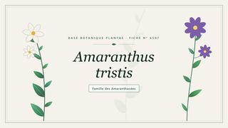 Planche botanique stylisée d’Amaranthus tristis, famille des Amaranthacées
