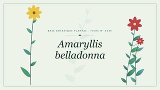 Planche botanique stylisée d’Amaryllis belladonna