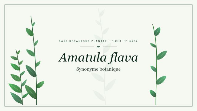 Amatula flava : conseils et analyse Planche botanique stylisée d’Amatula flava (Synonyme botanique)
