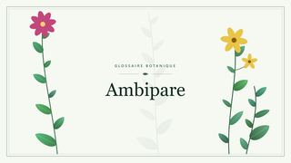 Illustration botanique stylisée du terme « Ambipare » du glossaire