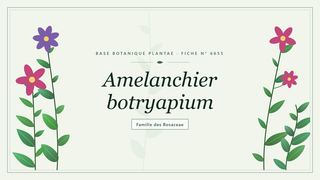 Planche botanique stylisée d’Amelanchier botryapium, famille des Rosaceae