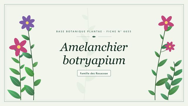 L'amélanchier en grappes, ou amélanchier du Canada Planche botanique stylisée d’Amelanchier botryapium, famille des Rosaceae
