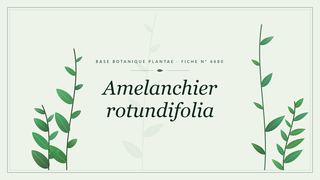 Planche botanique stylisée d’Amelanchier rotundifolia