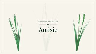 Illustration botanique stylisée du terme « Amixie » du glossaire