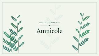 Illustration botanique stylisée du terme « Amnicole » du glossaire