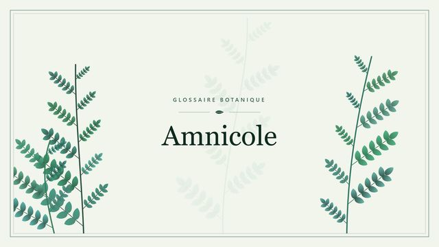 Définition de « amnicole » en botanique Illustration botanique stylisée du terme « Amnicole » du glossaire