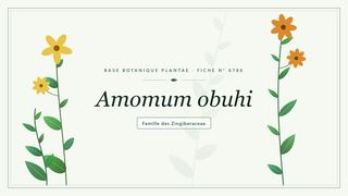 Planche botanique stylisée d’Amomum obuhi, famille des Zingiberaceae