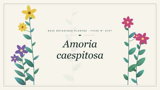 Planche botanique stylisée d’Amoria caespitosa